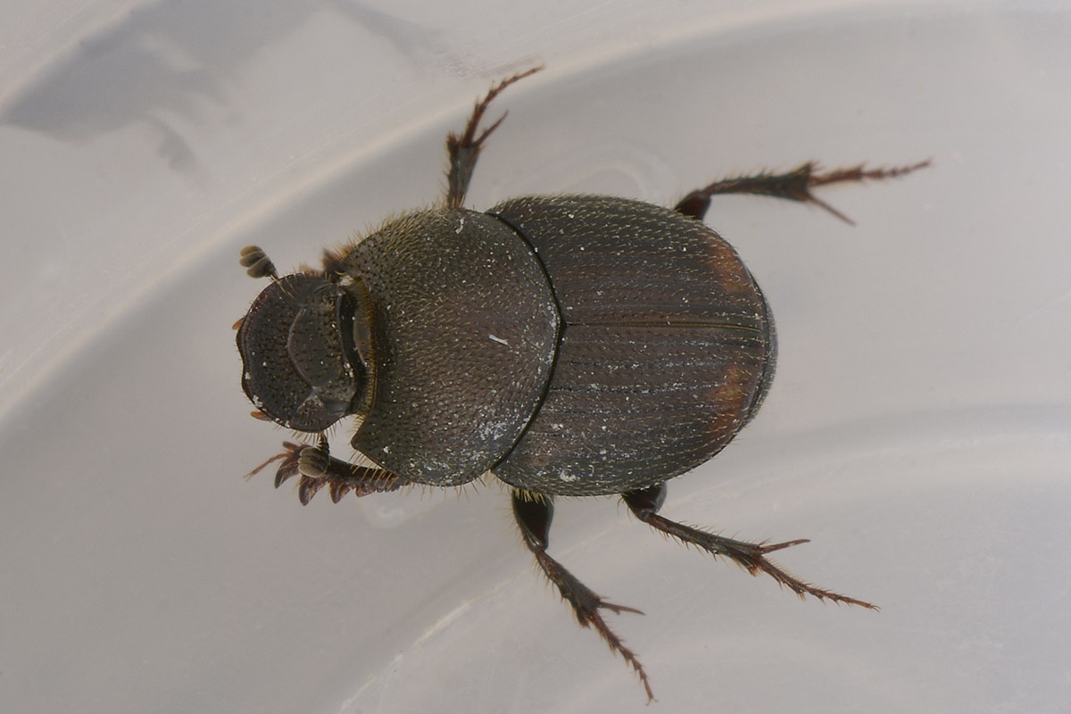 Onthophagus (Furconthophagus) furcatus, Scarabaeidae